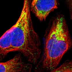 GMPPA Antibody, Novus Biologicals:Antibodies:Primary Antibodies